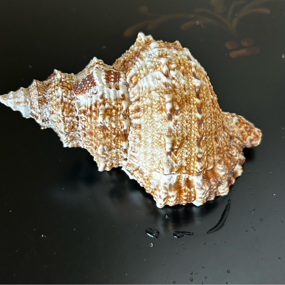 Frog Shell - Picture 2 of 8